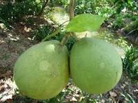 Bảo hộ chỉ dẫn địa lý Luận Văn cho sản phẩm bưởi